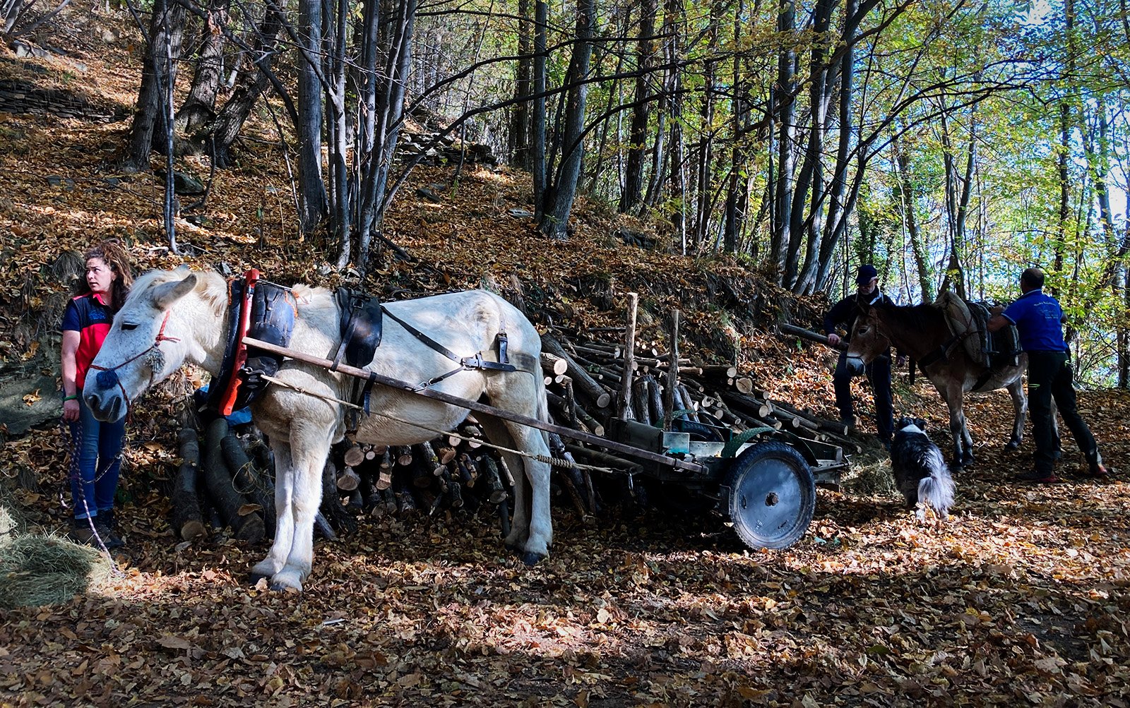 Screening of The Witness Trauma by Taya Zubova at Stone Oven House